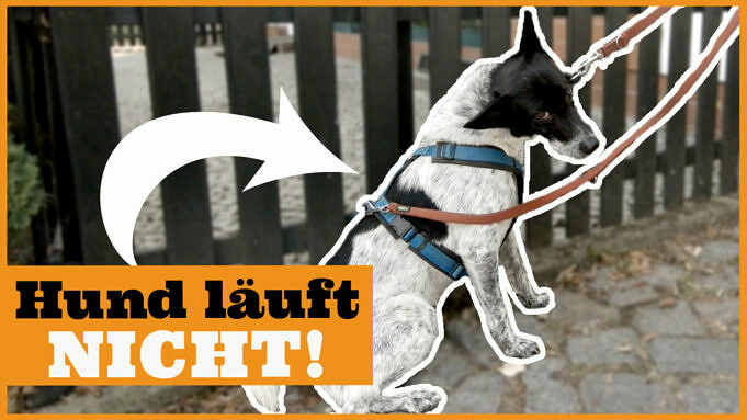 5 Gründe, Warum Hund Im Kot Rollt Und Wie Man Es Stoppt