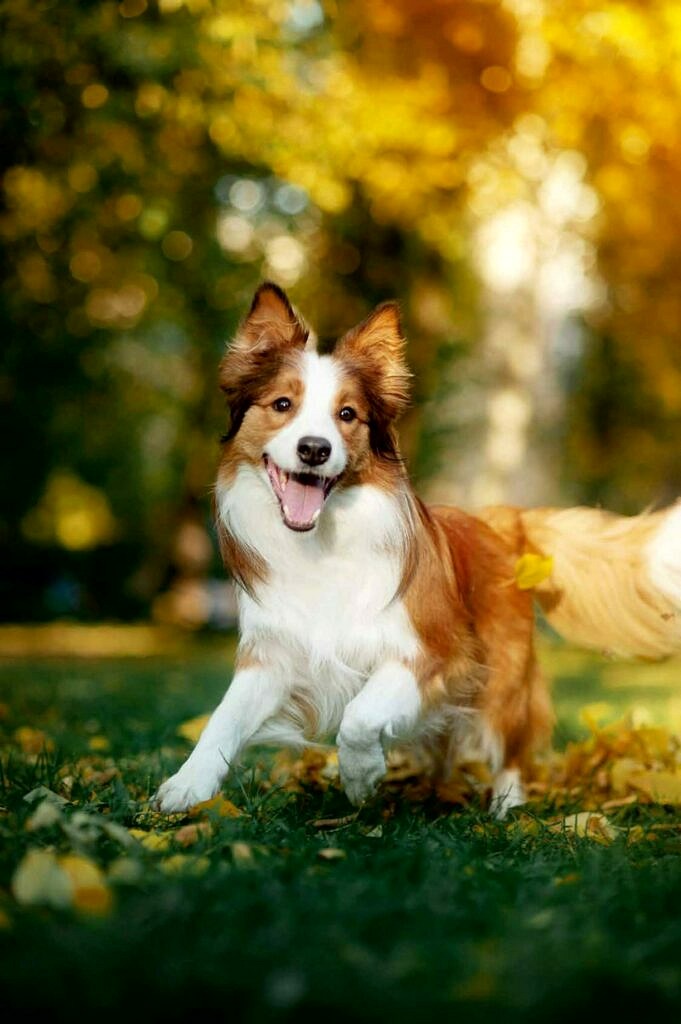 Agility-Training Für Hunde. Unterhaltsame Und Effektive Möglichkeiten, Ihren Hund Aktiv Zu Halten