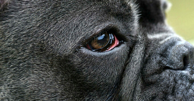 Augeninfektion Beim Hund. Gruende Anzeichen Und Behandlung