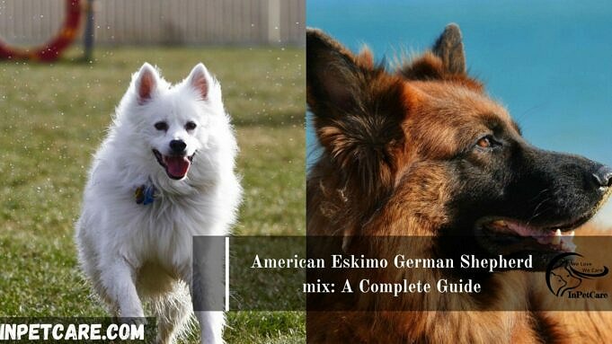 Australischer Eskimo Amerikanischer Eskimo amp Australian Shepherd Mix. Infos Und Bilder