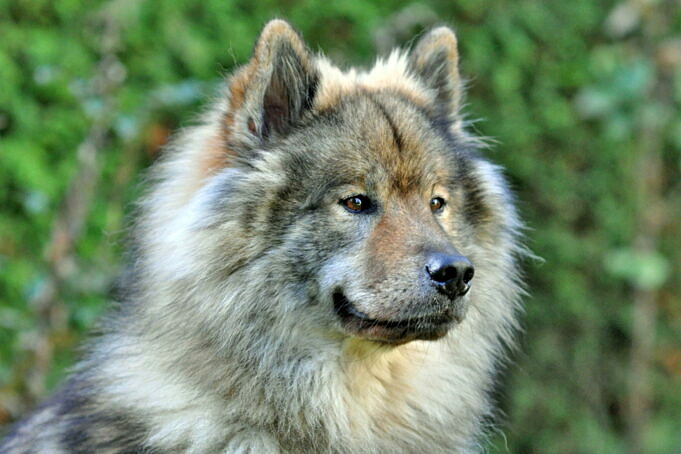Die Hunderasse Eurasier Ein Ruhiger Kuschelhund Mit Starkem Charakter