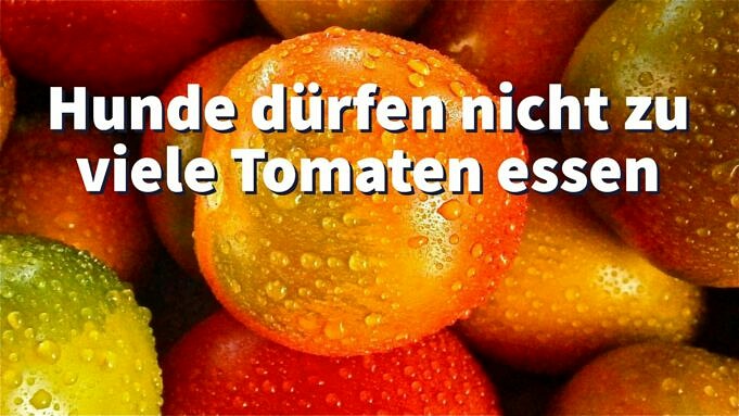 Dürfen Hunde Tomaten Essen?