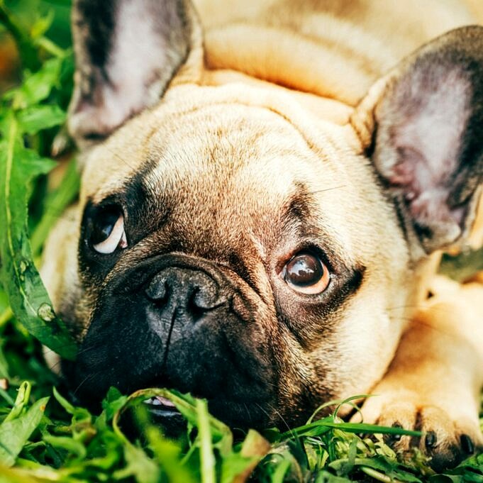 Fette Französische Bulldoggen. 10 Echte Antworten Auf Wichtige Fragen!
