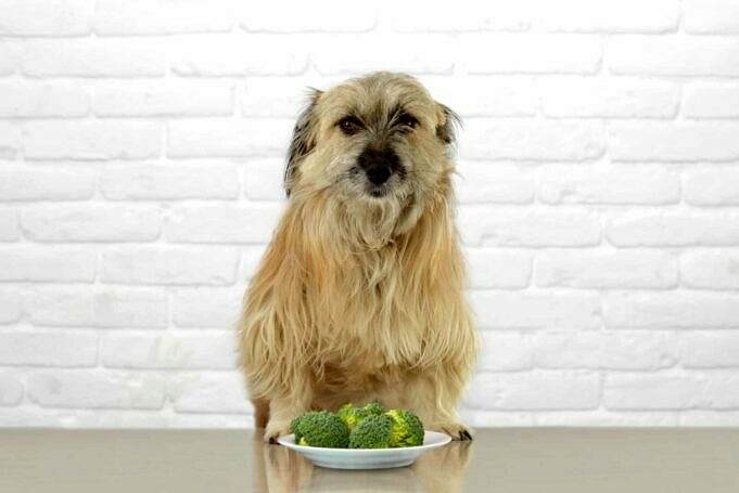 Können Hunde Kohl Essen? Nährwertangaben Und Sichere Fütterung