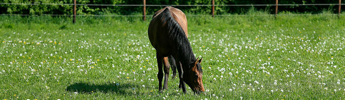 Pferdemagengeschwüre - Vorbeugung, Symptome Und Behandlung