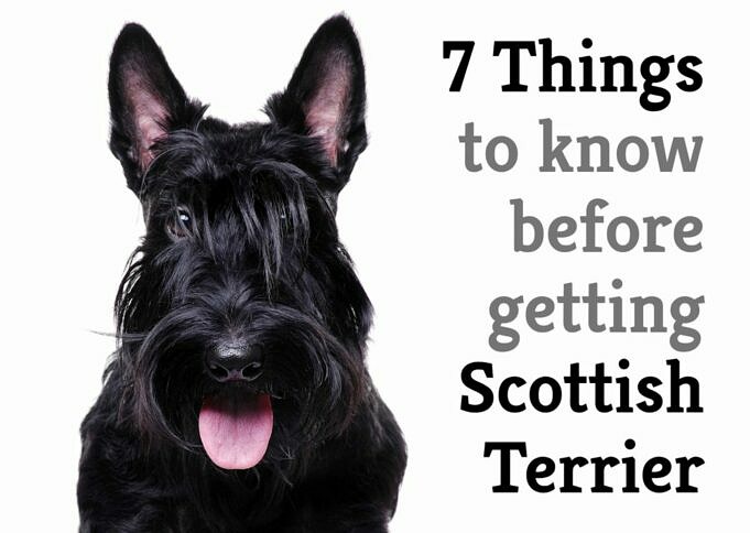 Scolden Terrier Scottish Terrier & Golden Retriever Mix. Bilder, Infos, Eigenschaften
