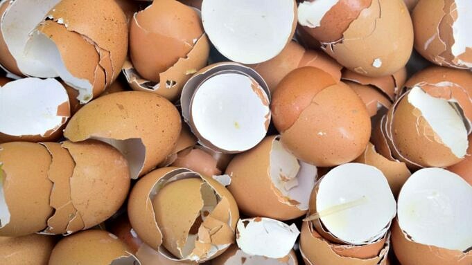 So Verwenden Sie Eierschalen Im Garten 8 Einfache Tipps