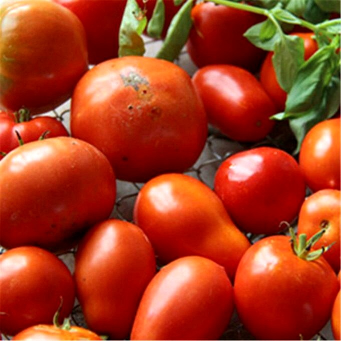 Tomatenpflanzen Giessen. Wann Wie Viel Wie Oft amp Profi Tipps
