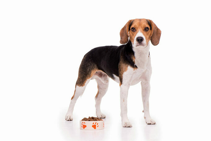 Was Sollte Ein Beagle Wiegen?