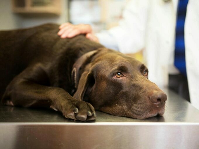 Wie Behandelt Man Kehlkopfkrebs Bei Hunden?