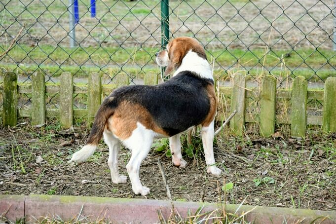Wie Man Einen Zaun Beagle-sicher Macht
