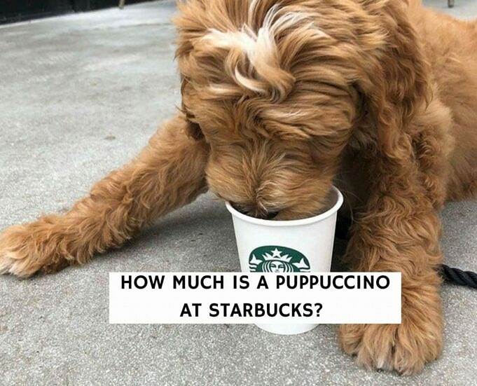 Wie Viel Kostet Ein Puppuccino Bei Starbucks? Kosten Und Preis Von Puppuccino